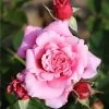 Whartons 'Timeless Pink' Bush Rose 4Ltr Pot -Garden Care Sale 5011622216033
