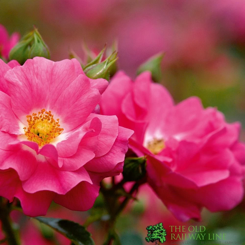 Whartons 'Flower Carpet Pink' Climbing Rose 4Ltr Pot 3 Whartons 'Flower Carpet Pink' Climbing Rose 4Ltr Pot