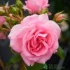 Pink Climbing Rose 'Mamma Mia Courtyard' 3Ltr Pot 2 Pink Climbing Rose 'Mamma Mia Courtyard' 3Ltr Pot -Garden Care Sale 5011622220184