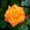 Orange Climbing Rose 'Redova Courtyard' 4Ltr Pot -Garden Care Sale 5011622220214