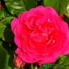 Pink Climbing Rose 'Pasillo Courtyard' 3Ltr Pot 2 Pink Climbing Rose 'Pasillo Courtyard' 3Ltr Pot -Garden Care Sale 5011622220641