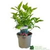 Aucuba Japonica 'Rozannie' 3Ltr Pot 2 Aucuba Japonica 'Rozannie' 3Ltr Pot -Garden Care Sale 5019756125054 188b3fe9 b8bd 4ed6 9f84 9656eb883ad6