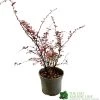 Berberis Thunbergii Atropurpurea 'Harlequin' 3Ltr Pot -Garden Care Sale 5019756129366