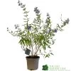 Caryopteris X Clandonensis 'Kew Blue' 3Ltr Pot -Garden Care Sale 5019756141337