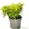 Choisya Ternata 'Sundance' Mexican Orange Blossom Plant 3Ltr Pot -Garden Care Sale 5019756149760