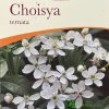 Choisya Ternata Mexican Orange Blossom Plant 3Ltr Pot -Garden Care Sale 5019756149944