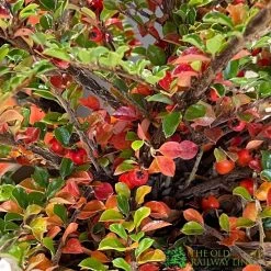 Cotoneaster Horizontalis Plant 3Ltr Pot 7 Cotoneaster Horizontalis Plant 3Ltr Pot -Garden Care Sale 5019756161533 3