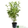 Griselinia Littoralis 3Ltr Pot -Garden Care Sale 5019756190328