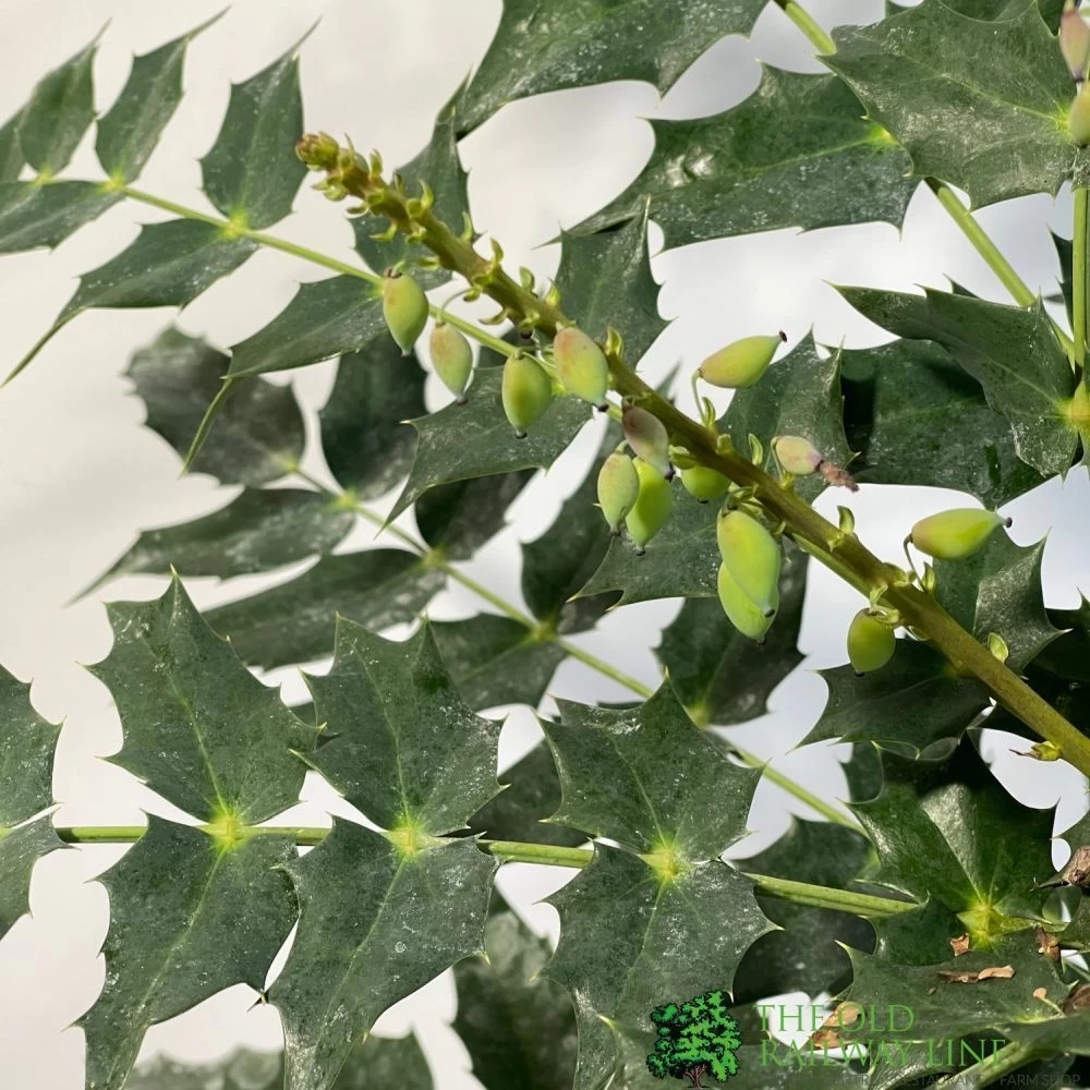 Mahonia 'Charity' Plant 3Ltr Pot 4 Mahonia 'Charity' Plant 3Ltr Pot - Image 2