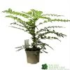 Mahonia 'Winter Sun' Plant 3Ltr Pot 2 Mahonia 'Winter Sun' Plant 3Ltr Pot -Garden Care Sale 5019756219593