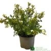 Potentilla Fruticosa 'Abbotswood' Shrubby Cinquefoil 3Ltr Pot -Garden Care Sale 5019756242195