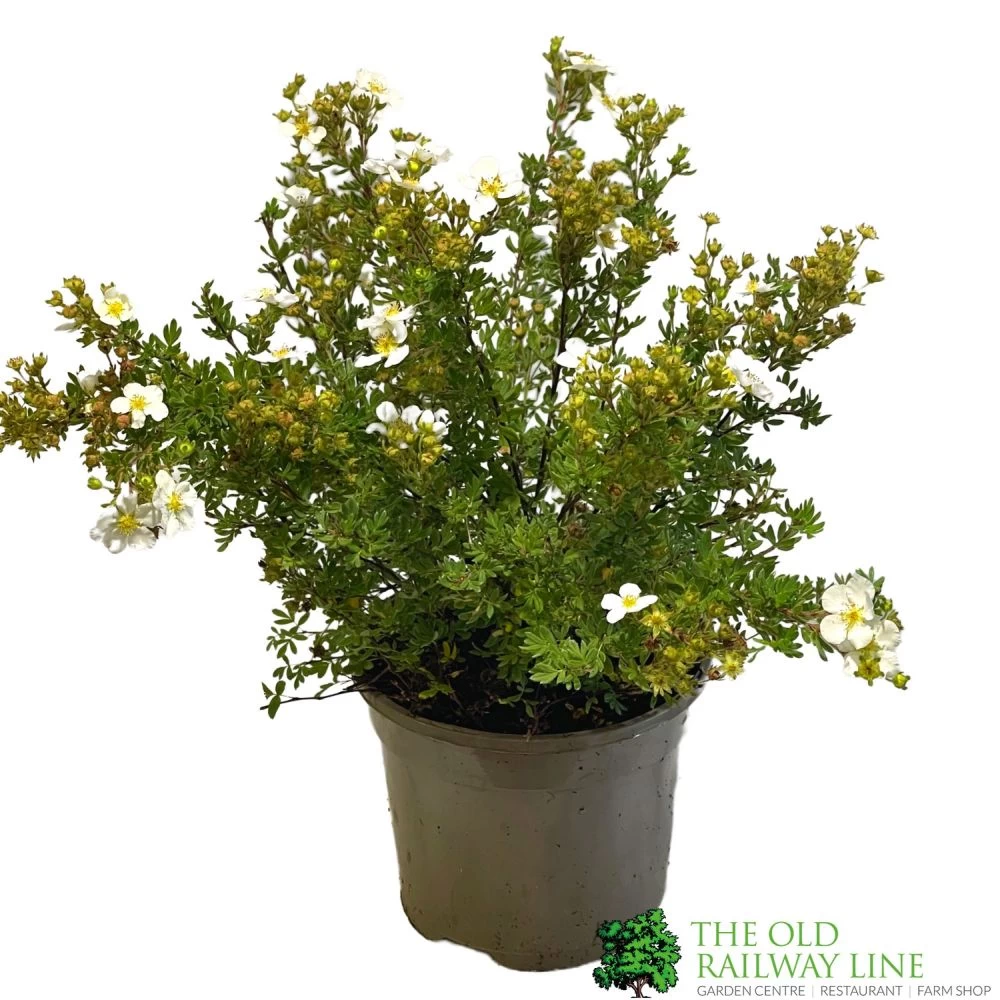 Potentilla Fruticosa 'Abbotswood' Shrubby Cinquefoil 3Ltr Pot 3 Potentilla Fruticosa 'Abbotswood' Shrubby Cinquefoil 3Ltr Pot