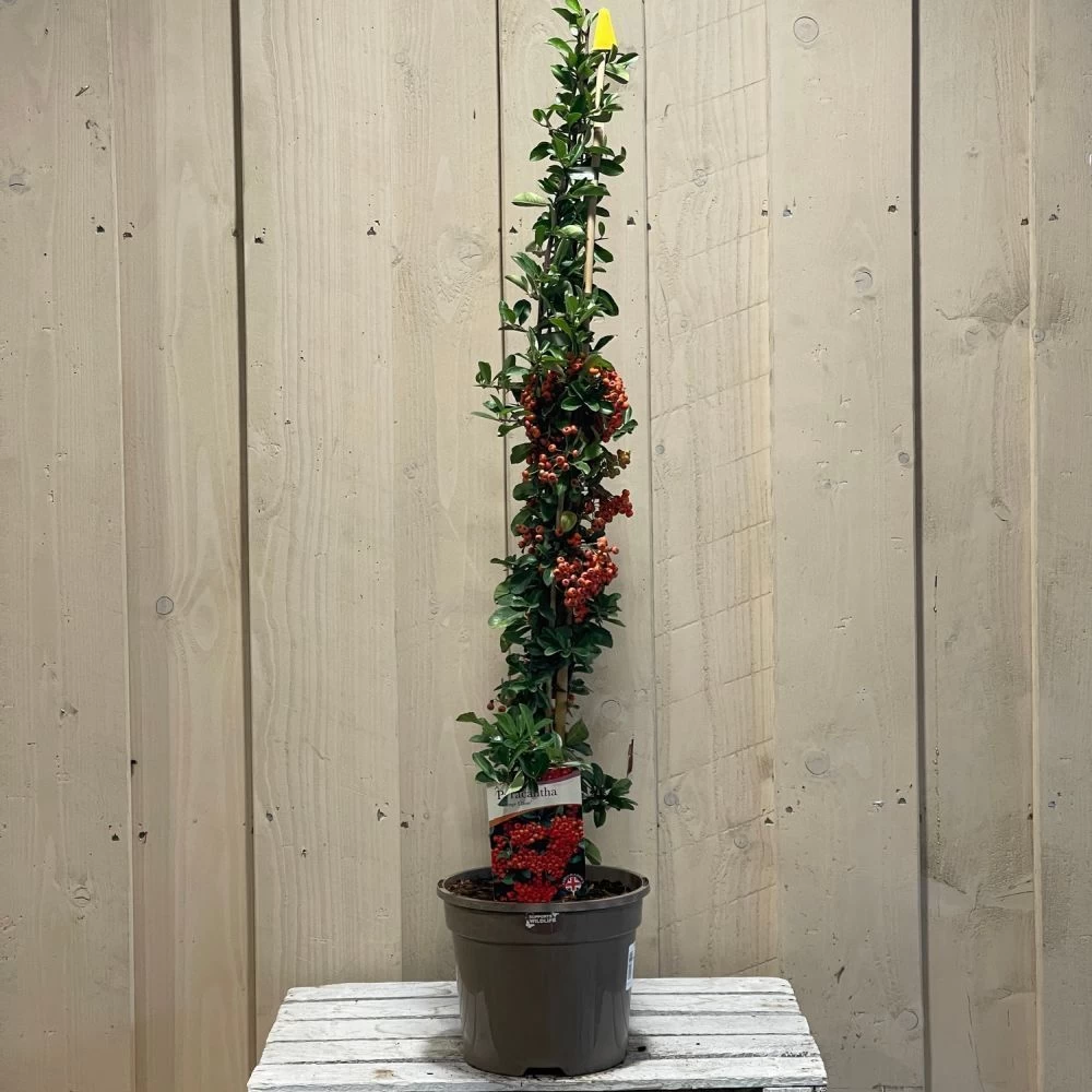 Pyracantha 'Orange Glow' Firethorn 3Ltr Pot 4 Pyracantha 'Orange Glow' Firethorn 3Ltr Pot - Image 2