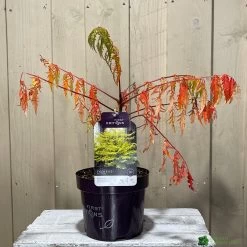 Rhus Typhina 'Tiger Eyes' 3Ltr Pot (NL) -Garden Care Sale 5019756405453 2