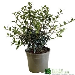 Osmanthus Burkwoodii Plant 3Ltr Pot