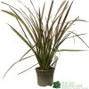 Phormium 'Jester' Flax 3Ltr Pot -Garden Care Sale 5019756670905