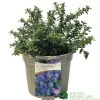 Ceanothus 'Blue Mound' Californian Lilac 3Ltr Pot