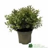 Pittosporum 'Tom Thumb' Plant 3Ltr Pot -Garden Care Sale 5019756822137 35b559fe 72e0 46ed 94c0 6360db5d86ae