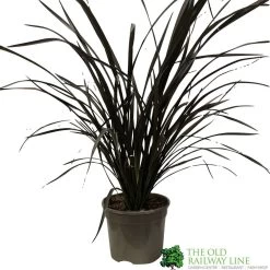 Phormium 'Platts Black' Flax 3Ltr Pot