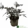 Sambucus Nigra 'Black Lace' Plant 3Ltr -Garden Care Sale 5019756992175