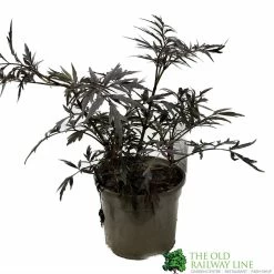 Sambucus Nigra 'Black Lace' Plant 3Ltr