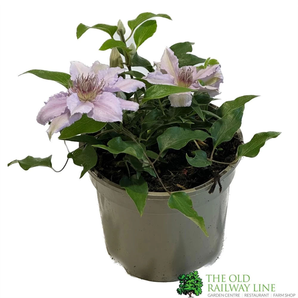 Clematis 'Filigree' Climbing Plant 2Ltr Pot 3 Clematis 'Filigree' Climbing Plant 2Ltr Pot