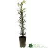 Ceanothus 'Lemon And Lime' Plant 3Ltr Pot 1 Ceanothus 'Lemon And Lime' Plant 3Ltr Pot -Garden Care Sale 5019801003108