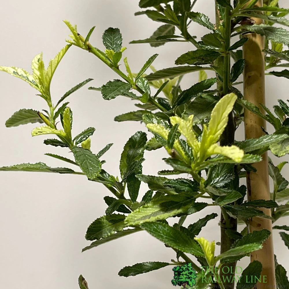 Ceanothus 'Lemon And Lime' Plant 3Ltr Pot 4 Ceanothus 'Lemon And Lime' Plant 3Ltr Pot - Image 2