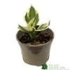 Hosta 'Patriot' Plant 2Ltr Pot 1 Hosta 'Patriot' Plant 2Ltr Pot -Garden Care Sale 5019801008288