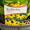Rudbeckia 'Goldstrum' 2Ltr Pot 1 Rudbeckia 'Goldstrum' 2Ltr Pot -Garden Care Sale 5019801008639