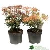 Pieris Assorted Variety 2Ltr Pot 2 Pieris Assorted Variety 2Ltr Pot -Garden Care Sale 5019801010823 0f7d9657 0e89 4bfa b028 5b88f871dc4c