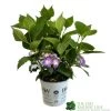 Hydrangea 'Blackberry Pie' 5Ltr Pot -Garden Care Sale 5019801013343