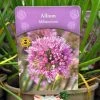 Allium 'Millennium' 2Ltr Pot -Garden Care Sale 5019801015712