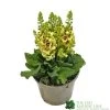 Verbascum 'Dark Eyes' 2Ltr Pot 2 Verbascum 'Dark Eyes' 2Ltr Pot -Garden Care Sale 5019801016276 e86b8272 4345 4528 b36b 86e6bf8f97dd