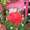 Red Miniature Climbing Rose 'Onwards & Upwards' 3Ltr Pot -Garden Care Sale 5019801016566