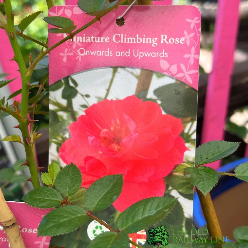 Red Miniature Climbing Rose 'Onwards & Upwards' 3Ltr Pot 3 Red Miniature Climbing Rose 'Onwards & Upwards' 3Ltr Pot