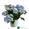 Hydrangea 'Blue Sprinkles' 5Ltr Pot 1 Hydrangea 'Blue Sprinkles' 5Ltr Pot -Garden Care Sale 5019801017266