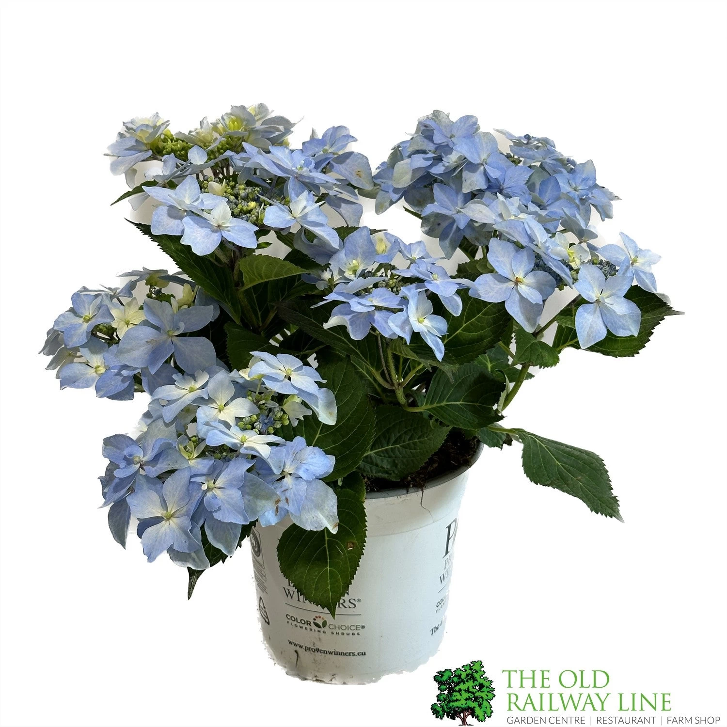 Hydrangea 'Blue Sprinkles' 5Ltr Pot 3 Hydrangea 'Blue Sprinkles' 5Ltr Pot