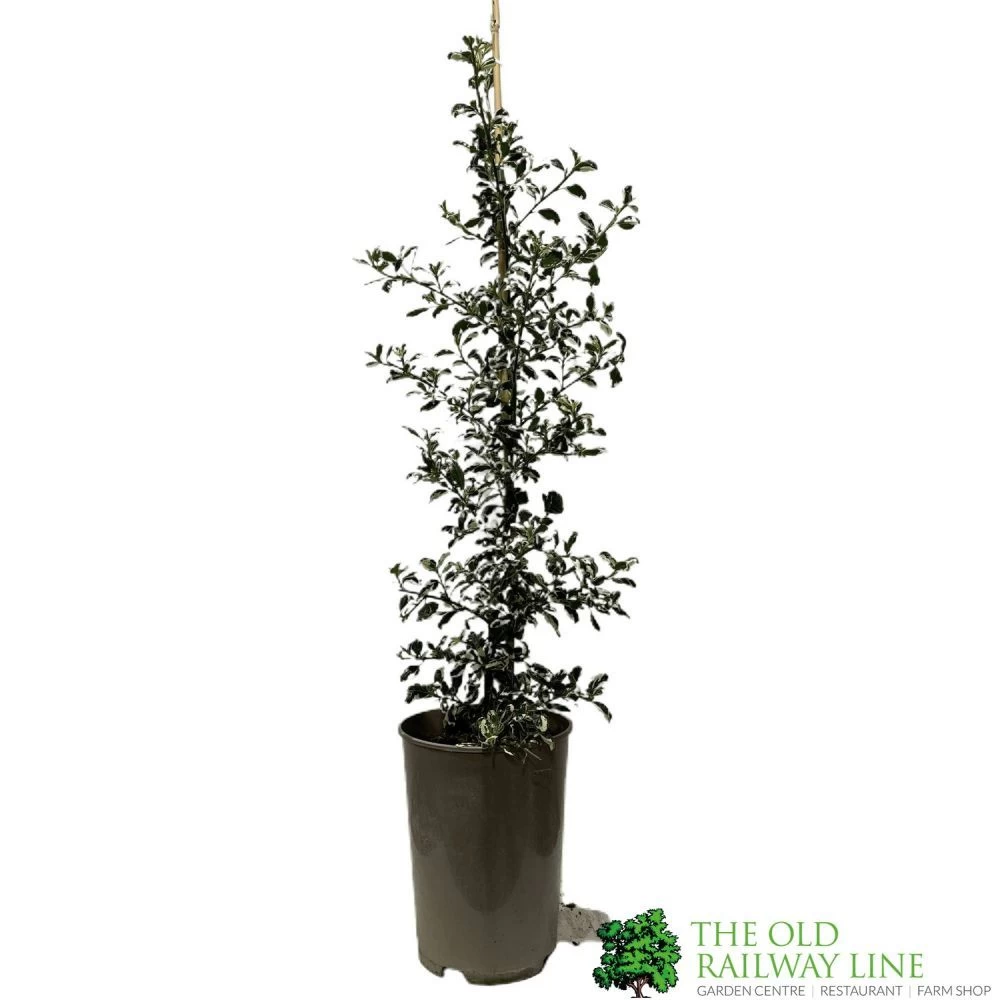 Ceanothus 'Silver Surprise' Plant 3Ltr Pot 3 Ceanothus 'Silver Surprise' Plant 3Ltr Pot
