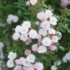 Pink Miniature Climbing Rose 'Little Rambler' 3Ltr Pot 1 Pink Miniature Climbing Rose 'Little Rambler' 3Ltr Pot -Garden Care Sale 5019801772035