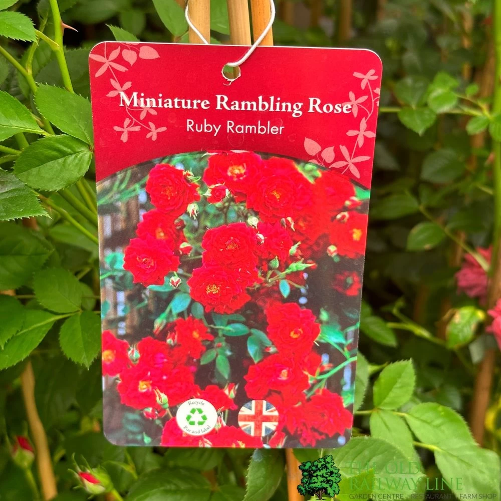 Red Miniature Climbing Rose 'Ruby Rambler' 3Ltr Pot 3 Red Miniature Climbing Rose 'Ruby Rambler' 3Ltr Pot