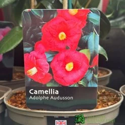 Camellia 'Adolphe Audusson' 3Ltr Pot