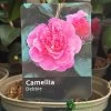 Camellia 'Debbie' 3Ltr Pot 1 Camellia 'Debbie' 3Ltr Pot -Garden Care Sale 5019945010222
