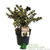 Ilex 'Casanova' 3Ltr Pot (NL) 1 Ilex 'Casanova' 3Ltr Pot (NL) -Garden Care Sale 5019945014183
