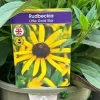 Rudbeckia 'Little Gold Star' 3Ltr Pot 1 Rudbeckia 'Little Gold Star' 3Ltr Pot -Garden Care Sale 5019945067127 4bec35a9 3be6 4fdf 97a0 4664149f34d1