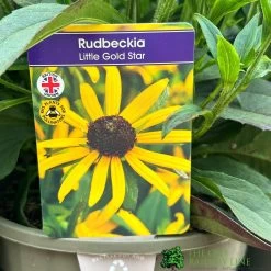 Rudbeckia 'Little Gold Star' 3Ltr Pot