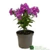 Phlox 'Famous Purple' 3Ltr Pot 2 Phlox 'Famous Purple' 3Ltr Pot -Garden Care Sale 5019945219878