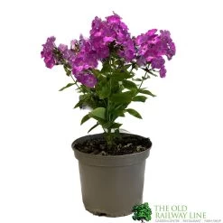 Phlox 'Famous Purple' 3Ltr Pot