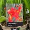 Crocosmia 'Babylon' 2Ltr Pot -Garden Care Sale 5019945222212 dc955142 08c0 4fec ba30 c1ba74787d10