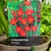 Crocosmia 'Princess' 2Ltr Pot 1 Crocosmia 'Princess' 2Ltr Pot -Garden Care Sale 5019945222243 0f0c26f5 42ea 4da3 9799 f0d9d9431cc4